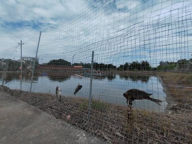 荔枝塘村，养殖户用铁丝网制作的围栏上还挂着死鱼。