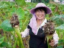 视觉|“芋”罢不能的农作物“新秀”