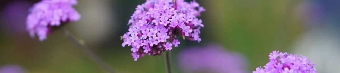 农场香草科普园有上百种香草植物。 农场香草科普园有上百种香草植物。