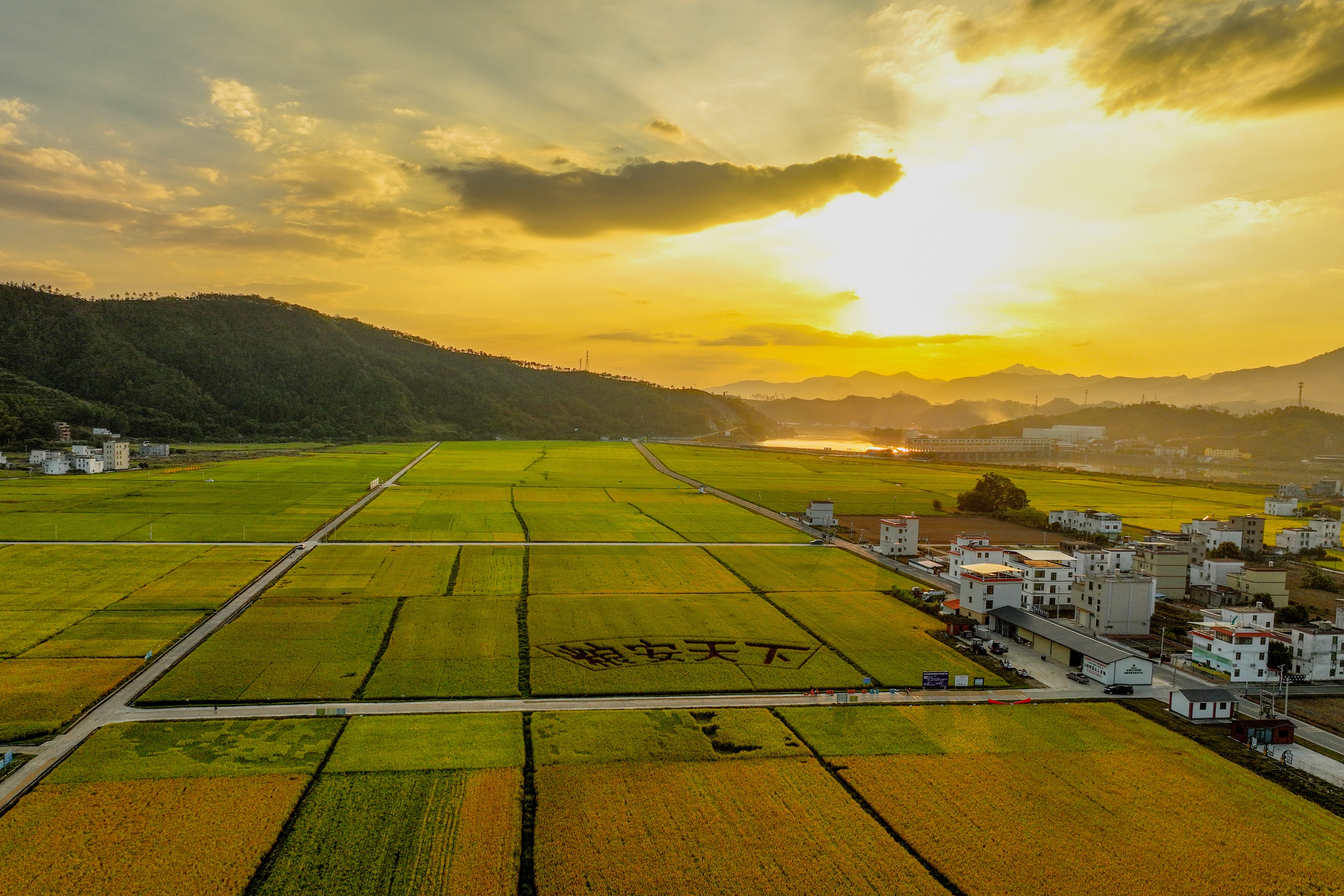 最美稻田参赛作品，来自广东万绿智慧农业科技有限公司