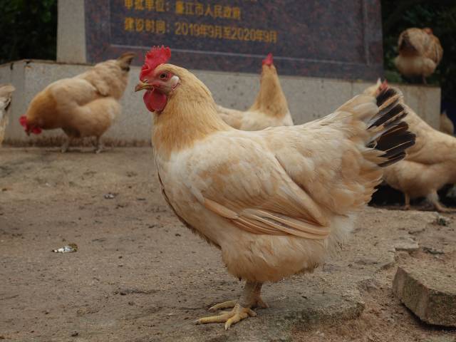 湛江鸡
