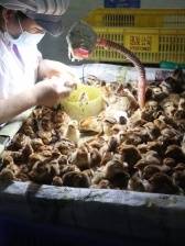 聚焦吴川“百千万”：产业落子 集体经济满盘皆活