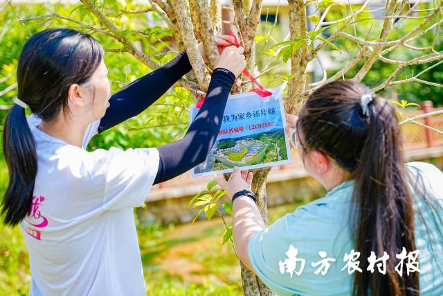 连樟村村民为自己认养的亲情树挂牌。