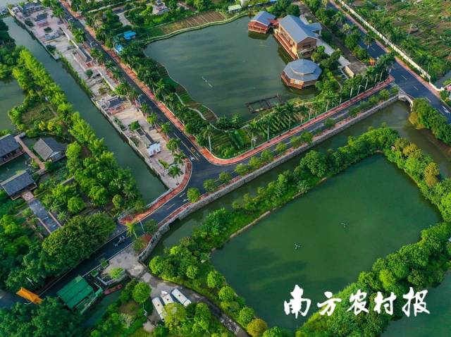 如今的绿美紫南村。