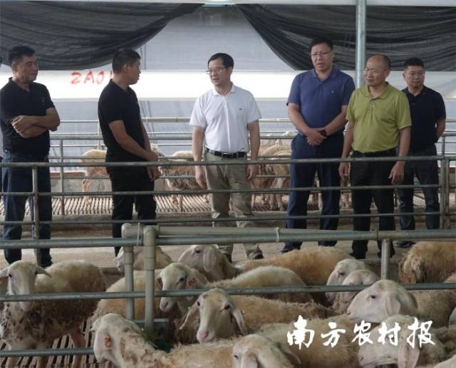 图为宁明弘丰肉羊养殖基地调研现场