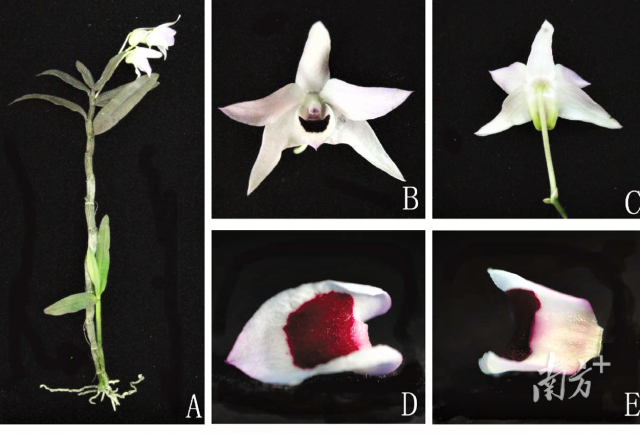 始兴石斛。 始兴石斛。