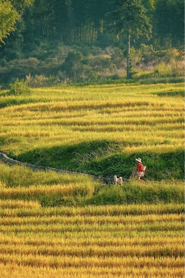摄影：小红书用户@郭小yan