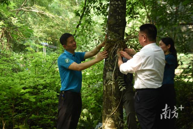 兰科中心与车八岭保护区工作人员共同帮助始兴石斛回归原始生境。受访者供图 兰科中心与车八岭保护区工作人员共同帮助始兴石斛回归原始生境。受访者供图