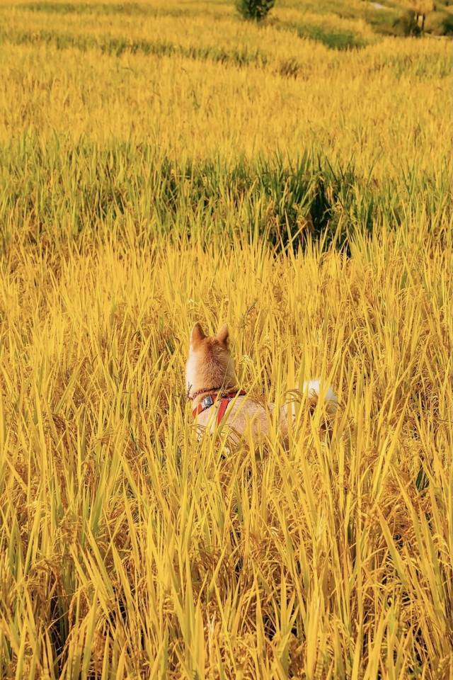 摄影：小红书用户@郭小yan