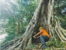 惠州“山海经”｜树医守护惠州绿荫