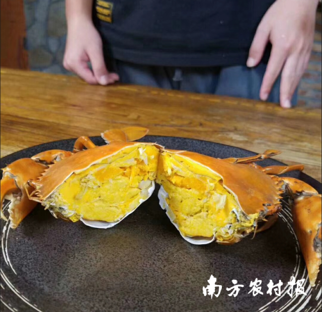 黄油蟹，被视为蟹中极品