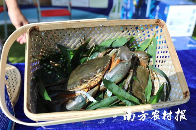 南方农村报 谭家富 拍摄