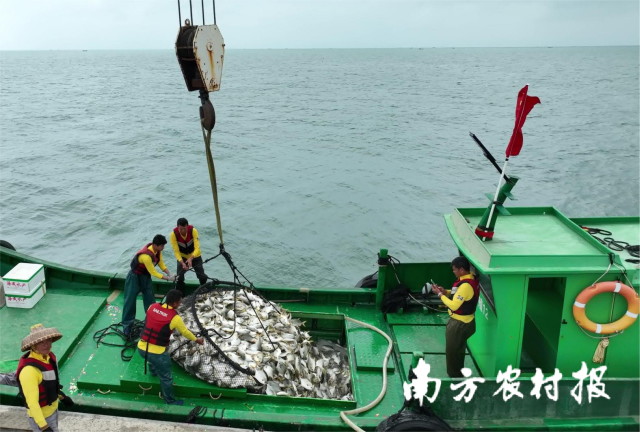 南方农村报 李思敏 拍摄