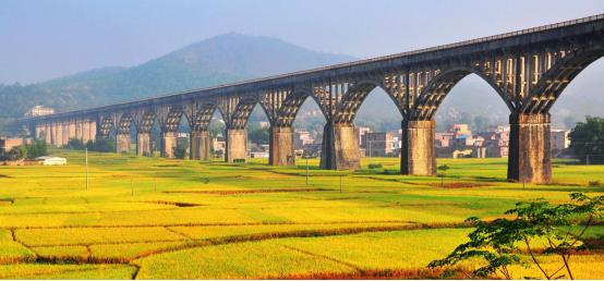 《罗定美丽稻田》-苏汉荣
