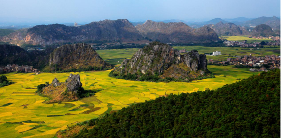 《金色稻园》-陈庆林