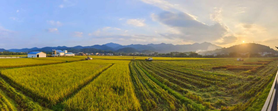 《丰收田园》-谢向东