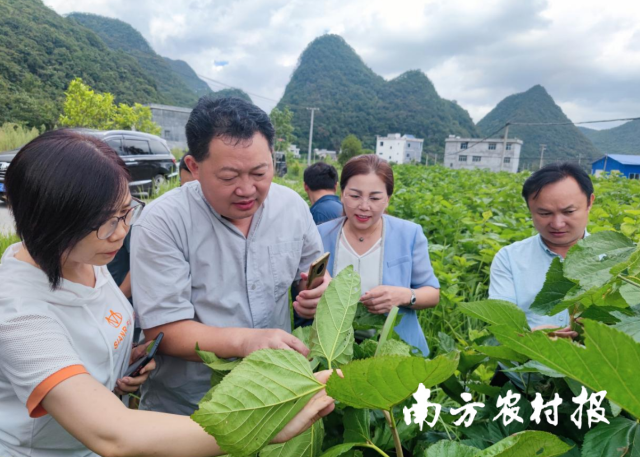 劉吉平在桑園指導(dǎo)生產(chǎn)。