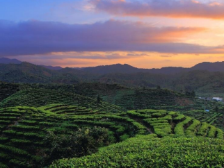 潮州单丛茶将成广东首个全球重要农遗？