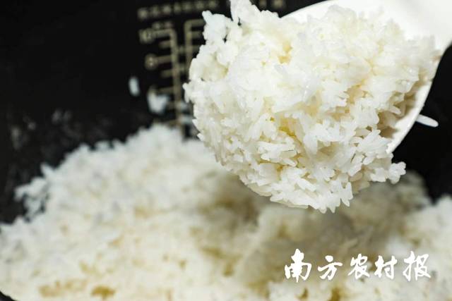 南粤有好米，广东丝苗香。