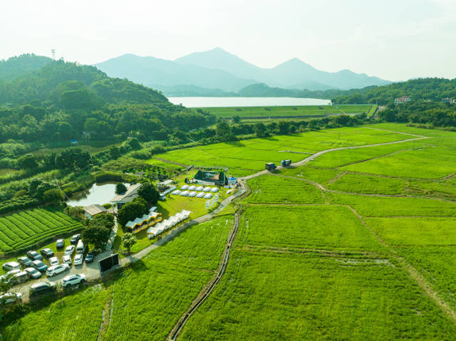 增城絲苗米稻田