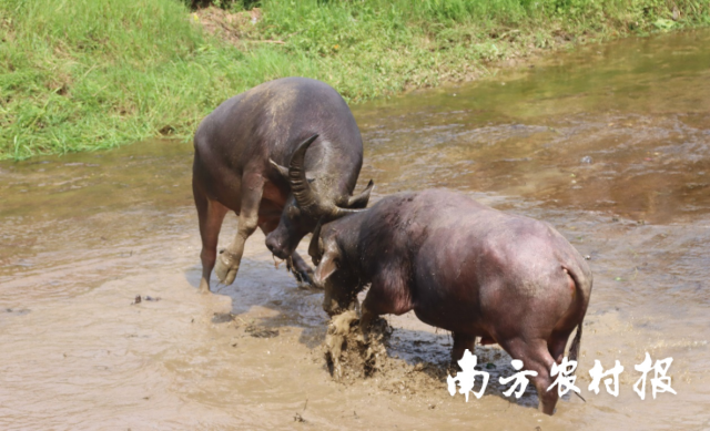 斗牛比賽