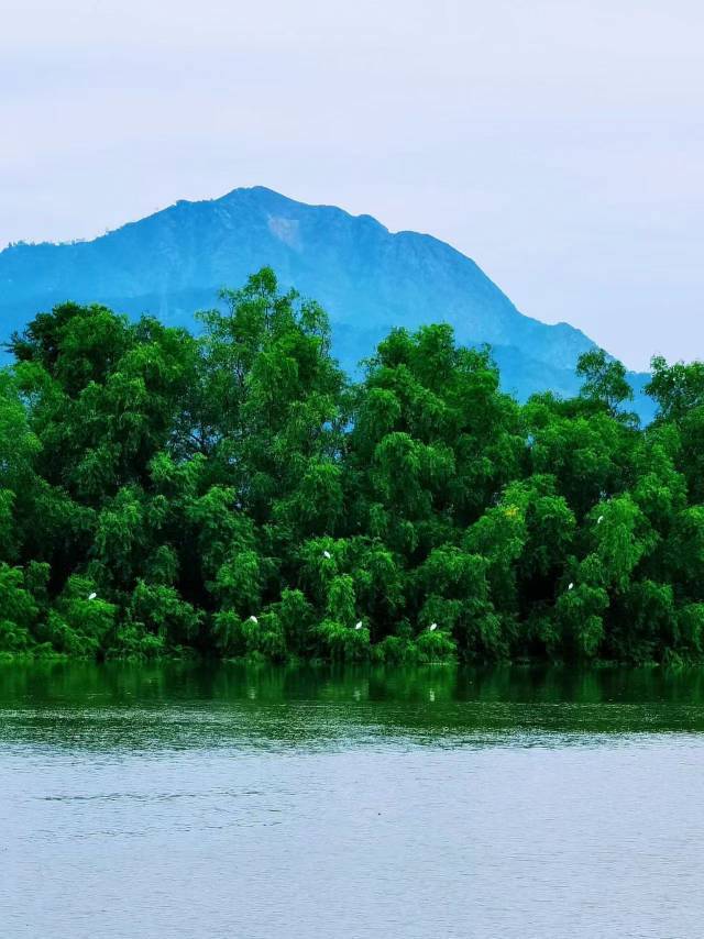 澄海红树林长势旺盛。