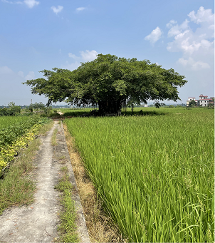 赤坎镇三门里，长在稻田里的大榕树。