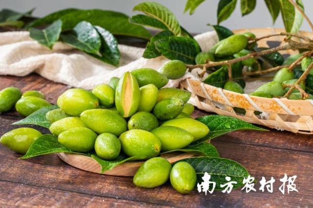 刚下树的新鲜橄榄