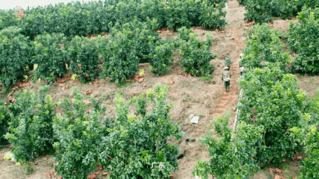 南方农村报 常秦 拍摄