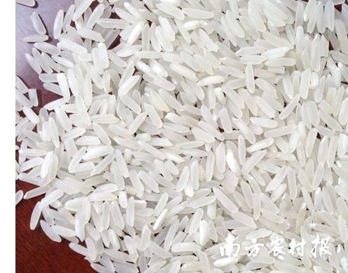 脱壳后的锡利贡米