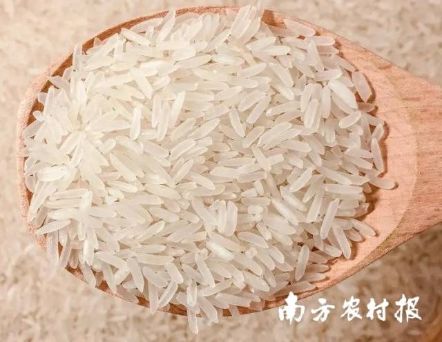 “米中碧玉”增城丝苗米