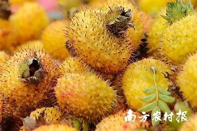 富含营养的龙里刺梨