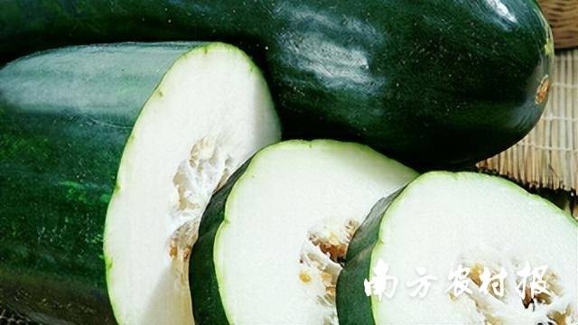 老广煲汤时钟爱的三水黑皮冬瓜
