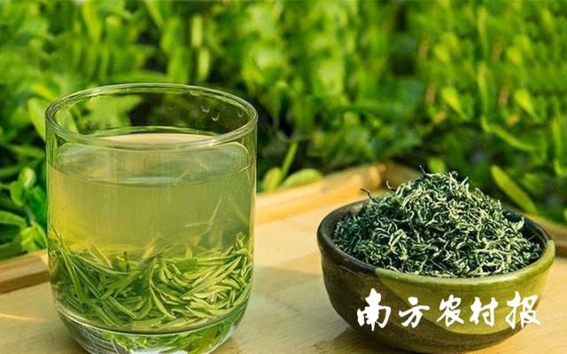 绿翠鲜嫩的都匀毛尖