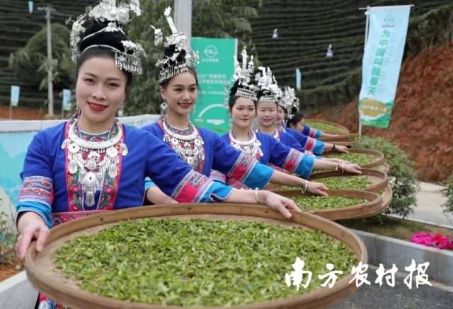 盛装的侗族姑娘晒三江早春茶