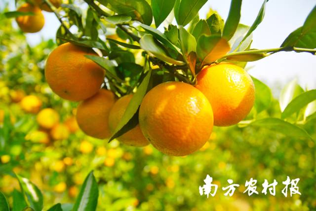 清甜多汁的德庆贡柑即将上市