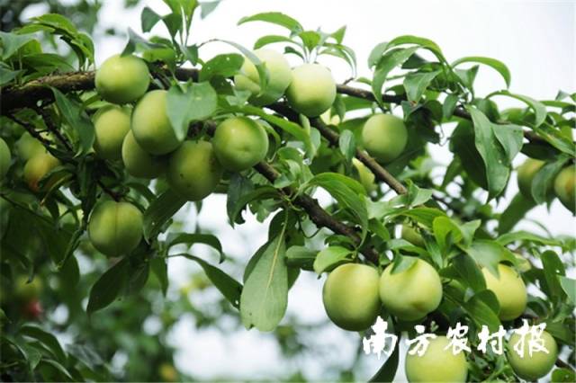 两大酥李之一的清镇酥李