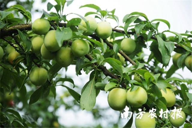 兩大酥李之一的清鎮(zhèn)酥李