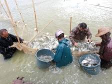 肇庆四会大沙：打造千亩连片“美丽渔场”