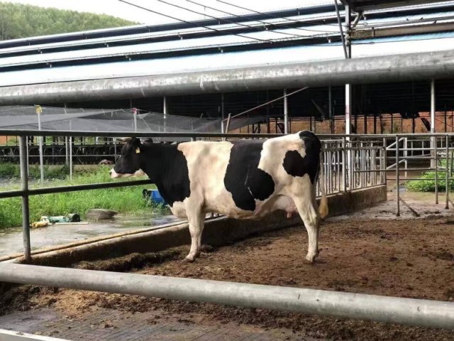 东江乳业奶牛场养殖的荷斯坦奶牛