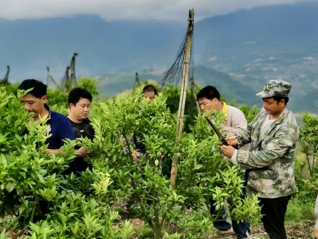 協(xié)會組織農(nóng)戶學(xué)習修剪技術(shù),。