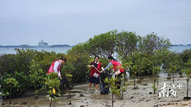 守护红树林之城!湛江经开区教育局党支部开展净滩公益活动