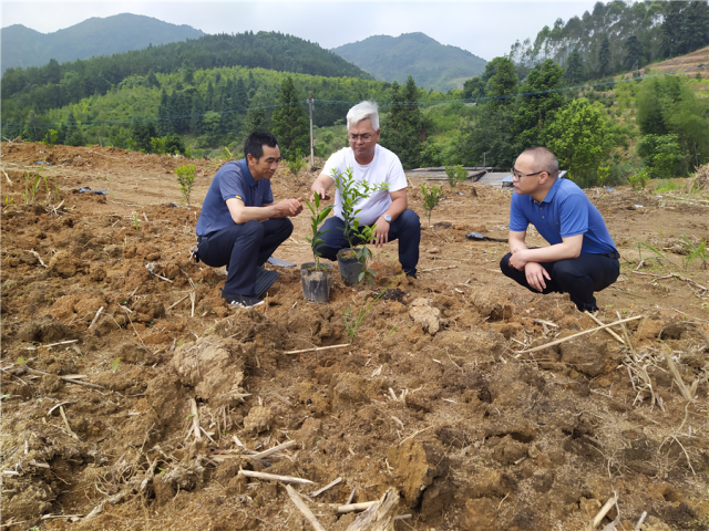 黨員發(fā)揮先鋒模范作用建設(shè)陳皮柑種植示范基地,。