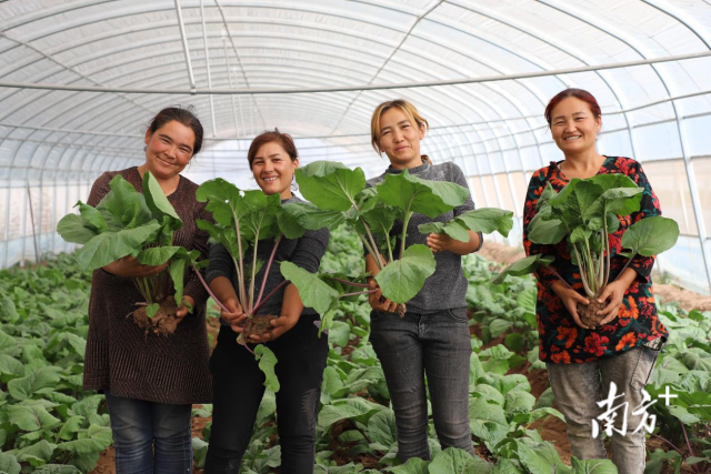 疏附粤港澳大湾区菜篮子基地种植大棚。