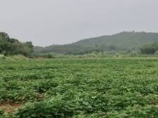 陈来安率队调研浈江犁市镇、新韶镇“百千万工程”实施情况