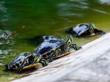 “金龟”成“致富密码”！韶关浈江这个村饲养乌龟超过50万只，产值超2000万