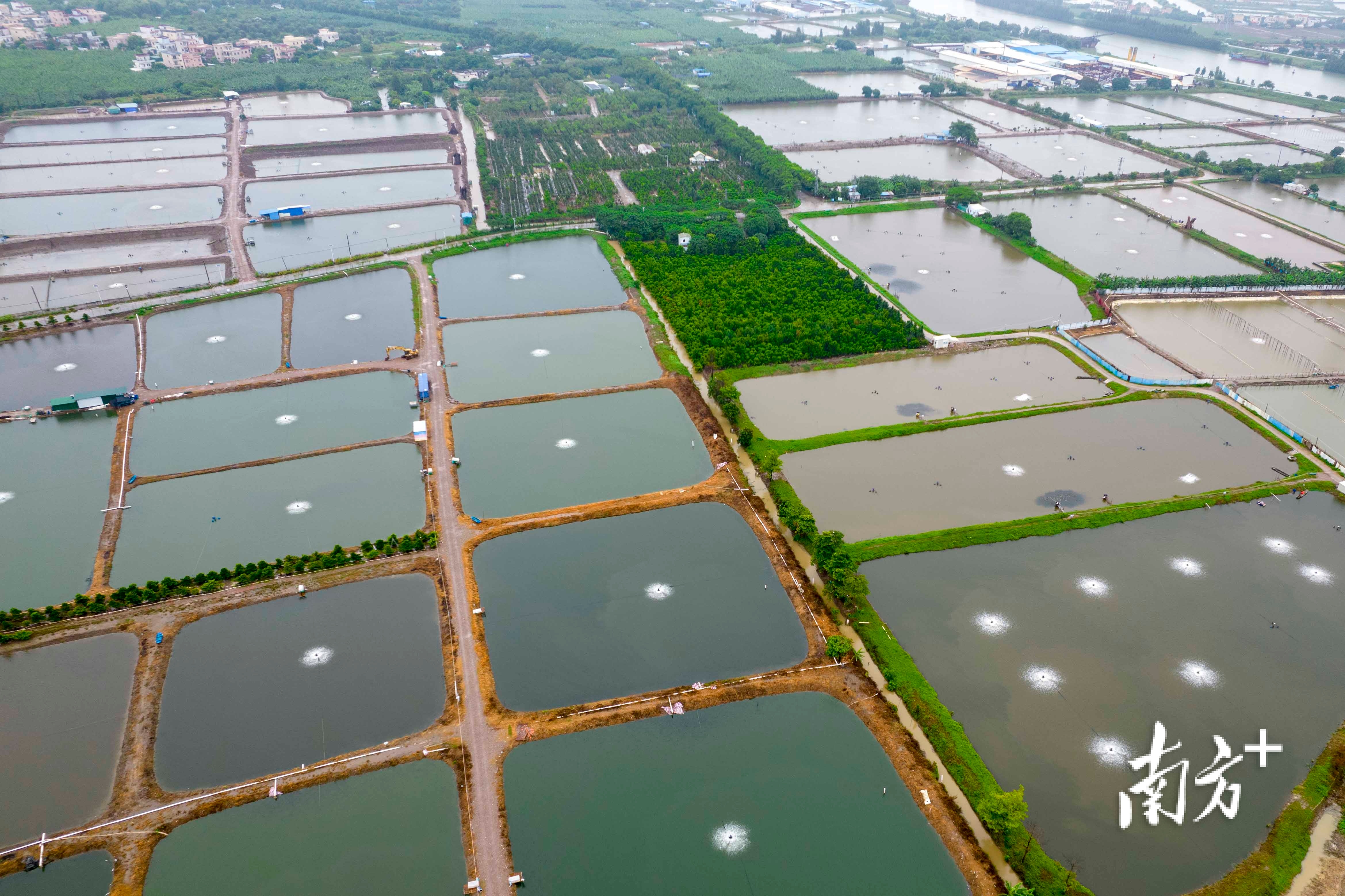 养殖户梁福明位于中山市黄圃镇横档村的连片鱼塘。 南方+ 卢子衡 拍摄
