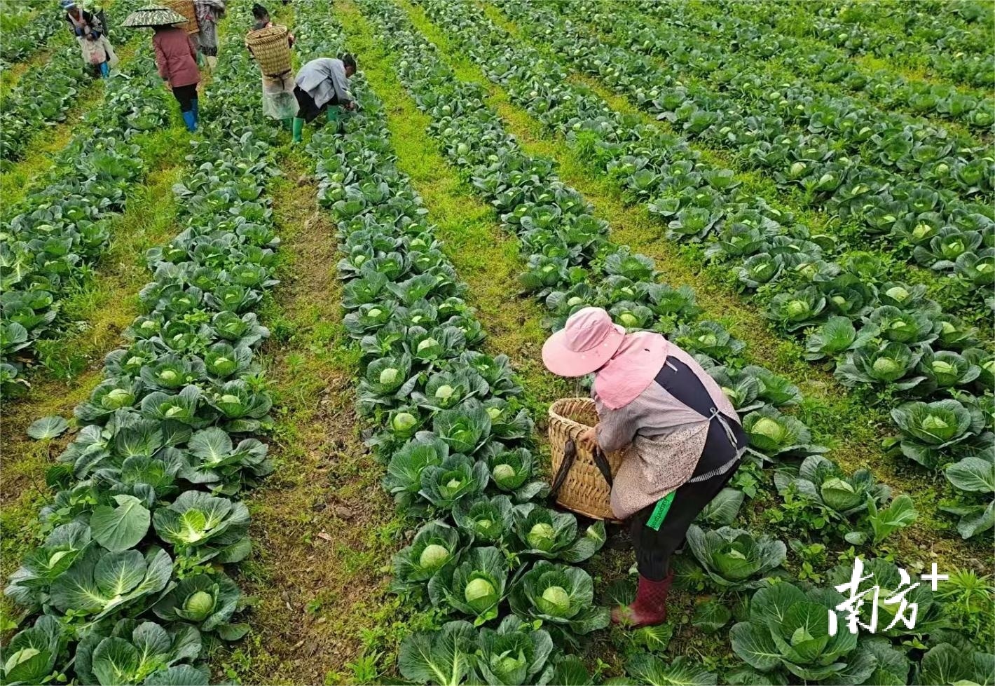 中山市绿澳现代农业有限公司种植基地的劳作景象。