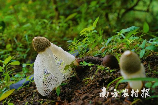 仿野生竹荪营养价值高，更加原生态，市场供不应求。