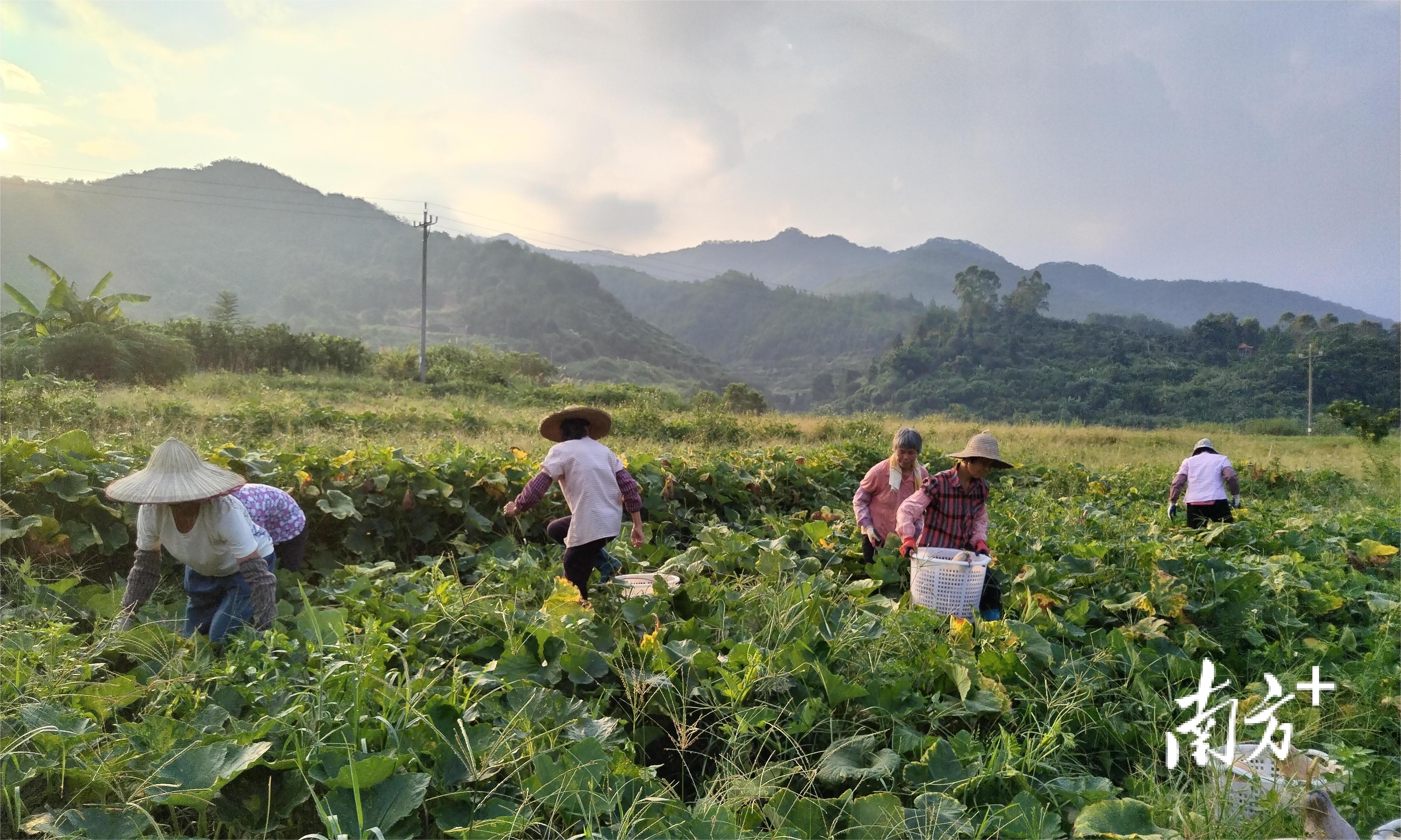 中山市绿澳现代农业有限公司的种植基地。